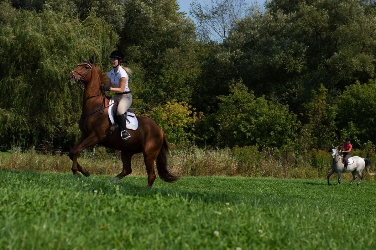 Ferme Willowbrook Farm – École d'équitation classique — Mirabel (2)