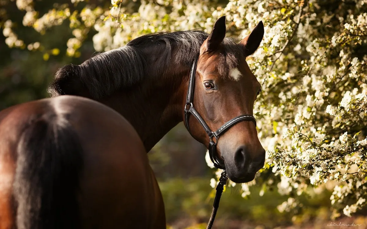Meadow Ridge Equestrian — Spruce Grove (1)