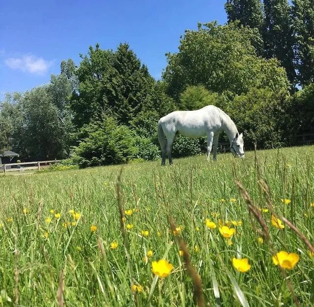 Old Southlands Stables — Vancouver (1)