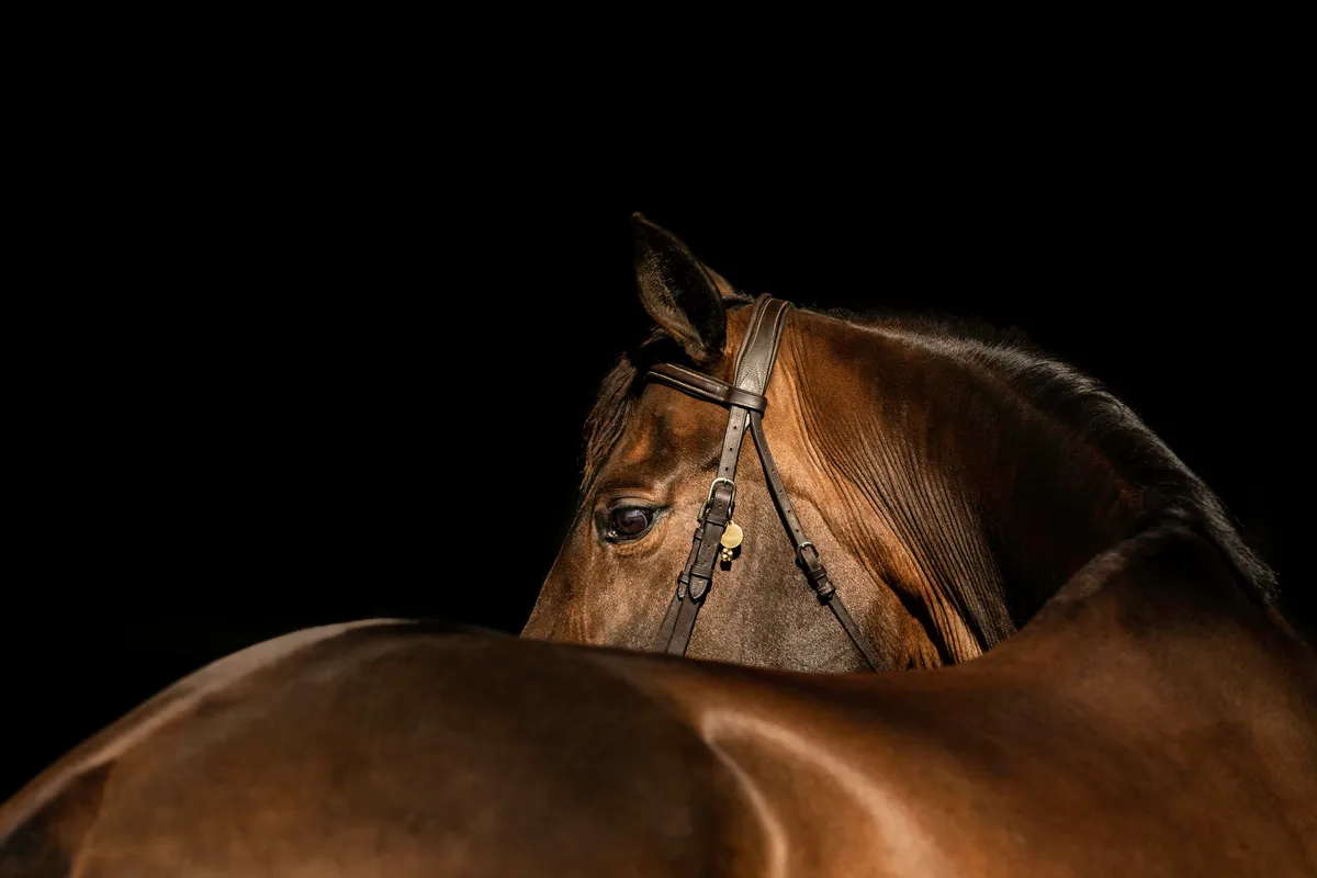 Silverstone Equestrian — Victoria (2)